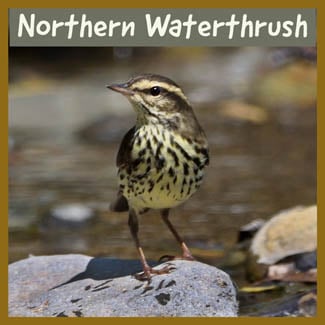 Northern Waterthrush